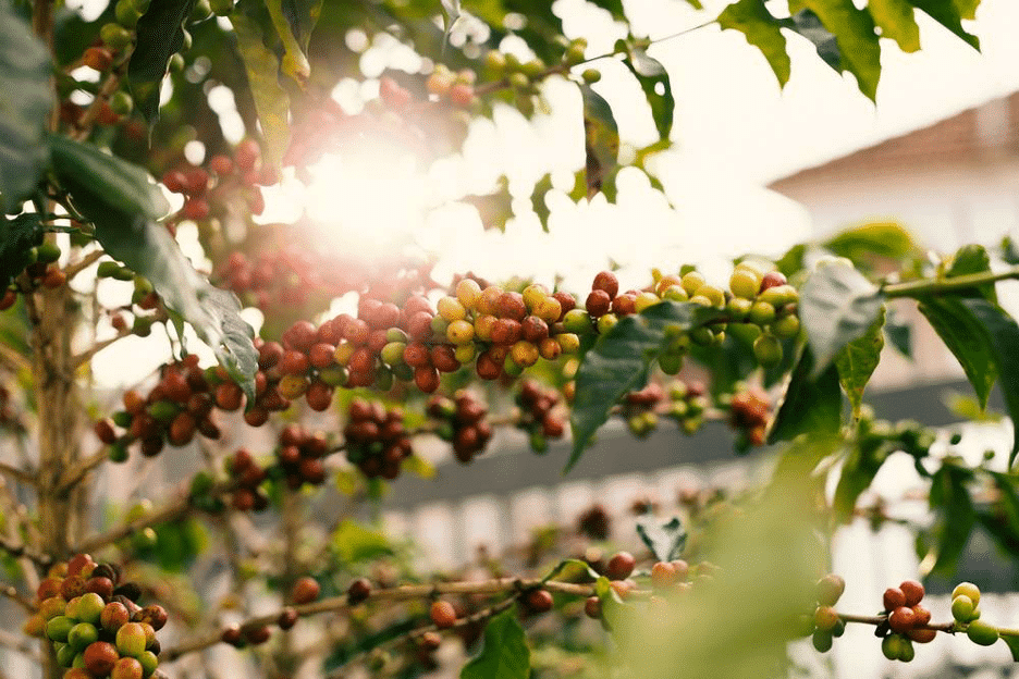 The Life Cycle of a Coffee Bean