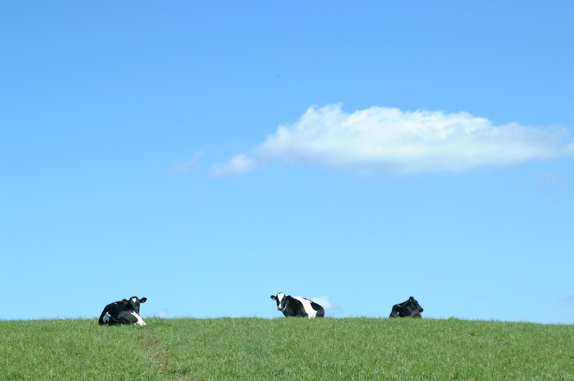 Cows laying on an outdoor grass field. This image is the cover image for an article explaining why oat milk is the better choice for the environment.